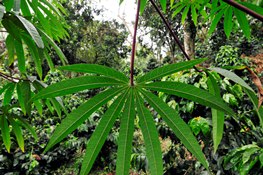 Photo: N Palmer/CIAT cassava-leaves n-palmer ciat-web