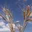 Photo: P Kosina/CIMMYT Wheat P.Kosina CIMMYT-square-65