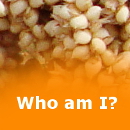 WFDquiz1