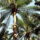 oil-palm