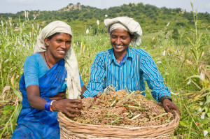 Women farmers in India bring home their sorghum harvest.