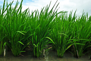 The rice variety on the left (IR-74) has the the gene locus Pup1, conferring phosphorus-efficient longer roots, while the rice on the right does not. 