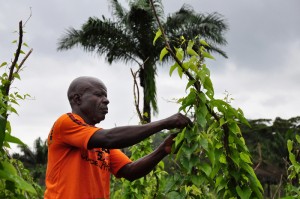 Photo: J Haskins/Global Crop Diversity Trust