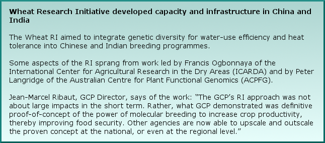 Wheat Research Initiative developed capacity and infrastructure in China and India The Wheat RI aimed to integrate genetic diversity for water-use efficiency and heat tolerance into Chinese and Indian breeding programmes. Some aspects of the RI sprang from work led by Francis Ogbonnaya of the International Center for Agricultural Research in the Dry Areas (ICARDA) and by Peter Langridge of the Australian Centre for Plant Functional Genomics (ACPFG). Jean-Marcel Ribaut, GCP Director, says of the work: “The GCP’s RI approach was not about large impacts in the short term. Rather, what GCP demonstrated was definitive proof-of-concept of the power of molecular breeding to increase crop productivity, thereby improving food security. Other agencies are now able to upscale and outscale the proven concept at the national, or even at the regional level.”