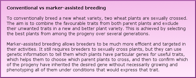 Conventional vs marker-assisted breeding To conventionally breed a new wheat variety, two wheat plants are sexually crossed. The aim is to combine the favourable traits from both parent plants and exclude their unwanted traits in a new and better plant variety. This is achieved by selecting the best plants from among the progeny over several generations. Marker-assisted breeding allows breeders to be much more efficient and targeted in their activities. It still requires breeders to sexually cross plants, but they can use genetic information to tell them which plants have particular genes for useful traits, which helps them to choose which parent plants to cross, and then to confirm which of the progeny have inherited the desired gene without necessarily growing and phenotyping all of them under conditions that would express that trait. 