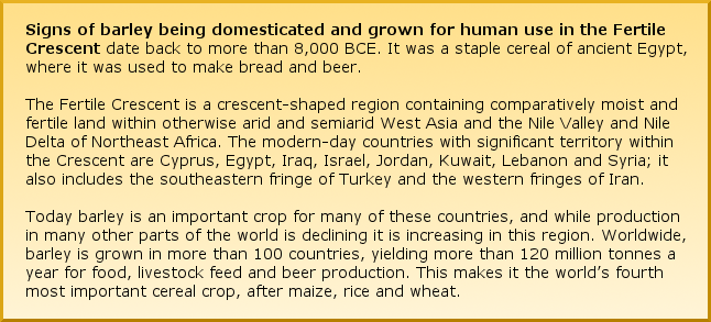 Signs of barley being domesticated and grown for human use in the Fertile Crescent date back to more than 8,000 BCE. It was a staple cereal of ancient Egypt, where it was used to make bread and beer.  The Fertile Crescent is a crescent-shaped region containing comparatively moist and fertile land within otherwise arid and semiarid West Asia and the Nile Valley and Nile Delta of Northeast Africa. The modern-day countries with significant territory within the Crescent are Cyprus, Egypt, Iraq, Israel, Jordan, Kuwait, Lebanon and Syria; it also includes the southeastern fringe of Turkey and the western fringes of Iran.  Today barley is an important crop for many of these countries, and while production in many other parts of the world is declining it is increasing in this region. Worldwide, barley is grown in more than 100 countries, yielding more than 120 million tonnes a year for food, livestock feed and beer production. This makes it the world’s fourth most important cereal crop, after maize, rice and wheat.