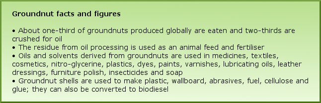 Groundnut facts and figures •	About one-third of groundnuts produced globally are eaten and two-thirds are crushed for oil  •	The residue from oil processing is used as an animal feed and fertiliser •	Oils and solvents derived from groundnuts are used in medicines, textiles, cosmetics, nitro-glycerine, plastics, dyes, paints, varnishes, lubricating oils, leather dressings, furniture polish, insecticides and soap •	Groundnut shells are used to make plastic, wallboard, abrasives, fuel, cellulose and glue; they can also be converted to biodiesel