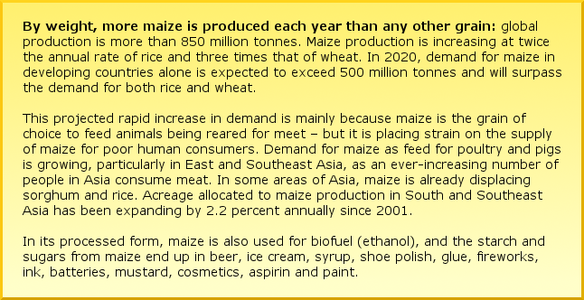 By weight, more maize is produced each year than any other grain: global production is more than 850 million tonnes. Maize production is increasing at twice the annual rate of rice and three times that of wheat. In 2020, demand for maize in developing countries alone is expected to exceed 500 million tonnes and will surpass the demand for both rice and wheat. This projected rapid increase in demand is mainly because maize is the grain of choice to feed animals being reared for meet – but it is placing strain on the supply of maize for poor human consumers. Demand for maize as feed for poultry and pigs is growing, particularly in East and Southeast Asia, as an ever-increasing number of people in Asia consume meat. In some areas of Asia, maize is already displacing sorghum and rice. Acreage allocated to maize production in South and Southeast Asia has been expanding by 2.2 percent annually since 2001. In its processed form, maize is also used for biofuel (ethanol), and the starch and sugars from maize end up in beer, ice cream, syrup, shoe polish, glue, fireworks, ink, batteries, mustard, cosmetics, aspirin and paint.