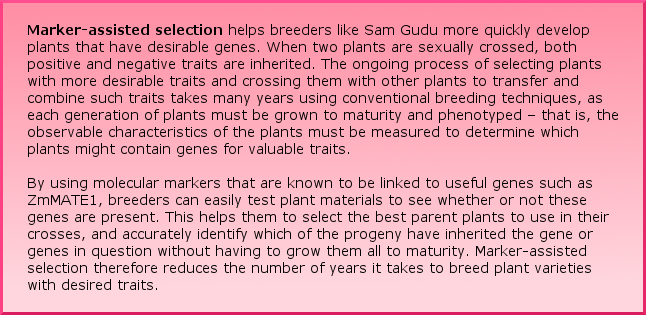 Marker-assisted selection helps breeders like Sam Gudu more quickly develop plants that have desirable genes. When two plants are sexually crossed, both positive and negative traits are inherited. The ongoing process of selecting plants with more desirable traits and crossing them with other plants to transfer and combine such traits takes many years using conventional breeding techniques, as each generation of plants must be grown to maturity and phenotyped – that is, the observable characteristics of the plants must be measured to determine which plants might contain genes for valuable traits.   By using molecular markers that are known to be linked to useful genes such as ZmMATE1, breeders can easily test plant materials to see whether or not these genes are present. This helps them to select the best parent plants to use in their crosses, and accurately identify which of the progeny have inherited the gene or genes in question without having to grow them all to maturity. Marker-assisted selection therefore reduces the number of years it takes to breed plant varieties with desired traits.
