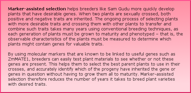 Marker-assisted selection helps breeders like Sam Gudu more quickly develop plants that have desirable genes. When two plants are sexually crossed, both positive and negative traits are inherited. The ongoing process of selecting plants with more desirable traits and crossing them with other plants to transfer and combine such traits takes many years using conventional breeding techniques, as each generation of plants must be grown to maturity and phenotyped – that is, the observable characteristics of the plants must be measured to determine which plants might contain genes for valuable traits. By using molecular markers that are known to be linked to useful genes such as ZmMATE1, breeders can easily test plant materials to see whether or not these genes are present. This helps them to select the best parent plants to use in their crosses, and accurately identify which of the progeny have inherited the gene or genes in question without having to grow them all to maturity. Marker-assisted selection therefore reduces the number of years it takes to breed plant varieties with desired traits.